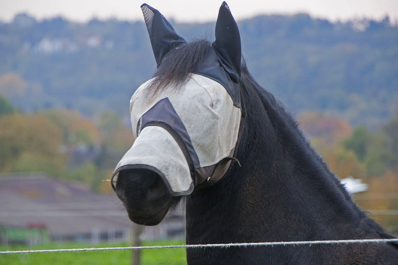 Tips for Building Confidence in Shy Pets